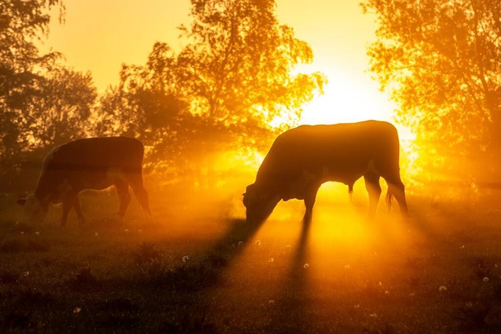 VejbyKongsholmlund. Enjoy The Countryside.アパートメント エクステリア 写真